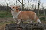 CORGI PEMBROKE 1430